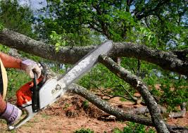 How Our Tree Care Process Works  in Ten Mile Run, NJ